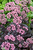 SEDUM BLACK JACK