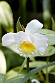 SOBRALIA VIRGINALIS