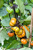 SOLANUM PUMPKIN ON A STICK