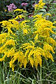 SOLIDAGO CANADENSIS