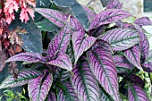 STROBILANTHES DYERIANUS