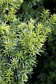 TAXUS CUSPIDATA BRIGHT GOLD