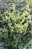 TAXUS CUSPIDATA BRIGHT GOLD