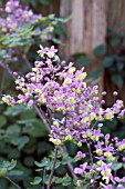 THALICTRUM ROCHEBRUNIANUM