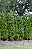 THUJA OCCIDENTALIS SCREEN