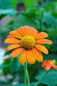 TITHONIA ROTUNDIFOLIA SUNDANCE