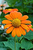 TITHONIA ROTUNDIFOLIA SUNDANCE