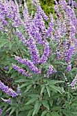 VITEX AGNUS CASTUS