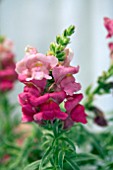 ANTIRRHINUM MAJUS ETERNAL