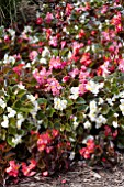 BEGONIA SEMPERFLORENS BRONZE LEAF MIX