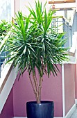 DRACAENA TARZAN