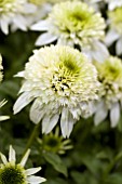 ECHINACEA PURPUREA MERINGUE