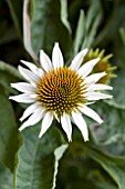 ECHINACEA WHITE MIST