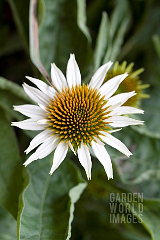 ECHINACEA_WHITE_MIST