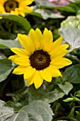 HELIANTHUS ANNUUS MISS SUNSHINE