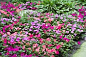 IMPATIENS WALLERIANA MIX