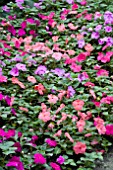 IMPATIENS WALLERIANA MIX