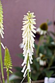 KNIPHOFIA PEACHY CHEEKS