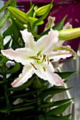 LILIUM SUNNY BONAIRE