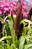 PENNISETUM GLAUCUM JADE PRINCESS