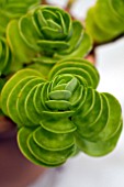 PORTULACA MOLOKENSIENSIS MARACA