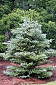 ABIES KOREANA SILBERLOCKE