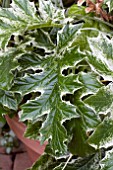 ACANTHUS MOLLIS TASMANIAN ANGEL