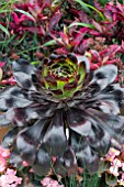 AEONIUM ARBOREUM BLACK