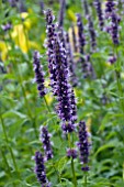 AGASTACHE FOENICULUM