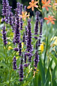 AGASTACHE FOENICULUM