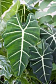 ALOCASIA FREYDEK