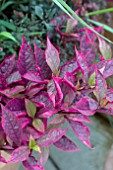 ALTERNANTHERA BRAZILIAN RED HOTS