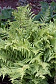 ATHYRIUM LADY IN RED