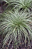 CAREX AMAZON MIST