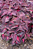 COLEUS COLORBLAZE KINGWOOD TORCH