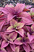 COLEUS COLORBLAZE ROYAL GLISSADE