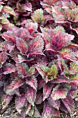 COLEUS INDIAN SUMMER