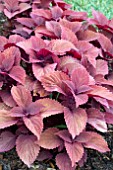 COLEUS RED HEAD