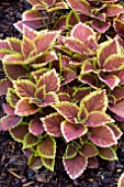 COLEUS TRUSTY RUSTY