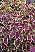 COLEUS VERSA CRIMSON GOLD