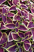 COLEUS VERSA CRIMSON GOLD