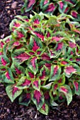 COLEUS VERSA WATERMELON