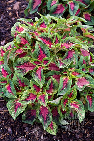 COLEUS_VERSA_WATERMELON