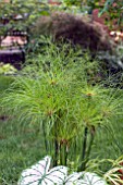 CYPERUS PAPYRUS KING TUT