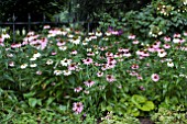ECHINACEA PURPUREA MIX
