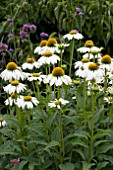 ECHINACEA PURPUREA WHITE SWAN