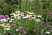 ECHINACEA PURPUREA WHITE SWAN