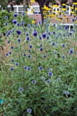 ECHINOPS RITRO