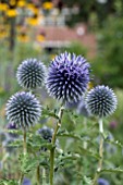 ECHINOPS RITRO