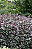 EUPATORIUM RUGOSUM CHOCOLATE